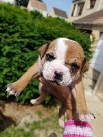 Empire Of The Red Angel - Staffordshire Bull Terrier - Portée née le 23/05/2018