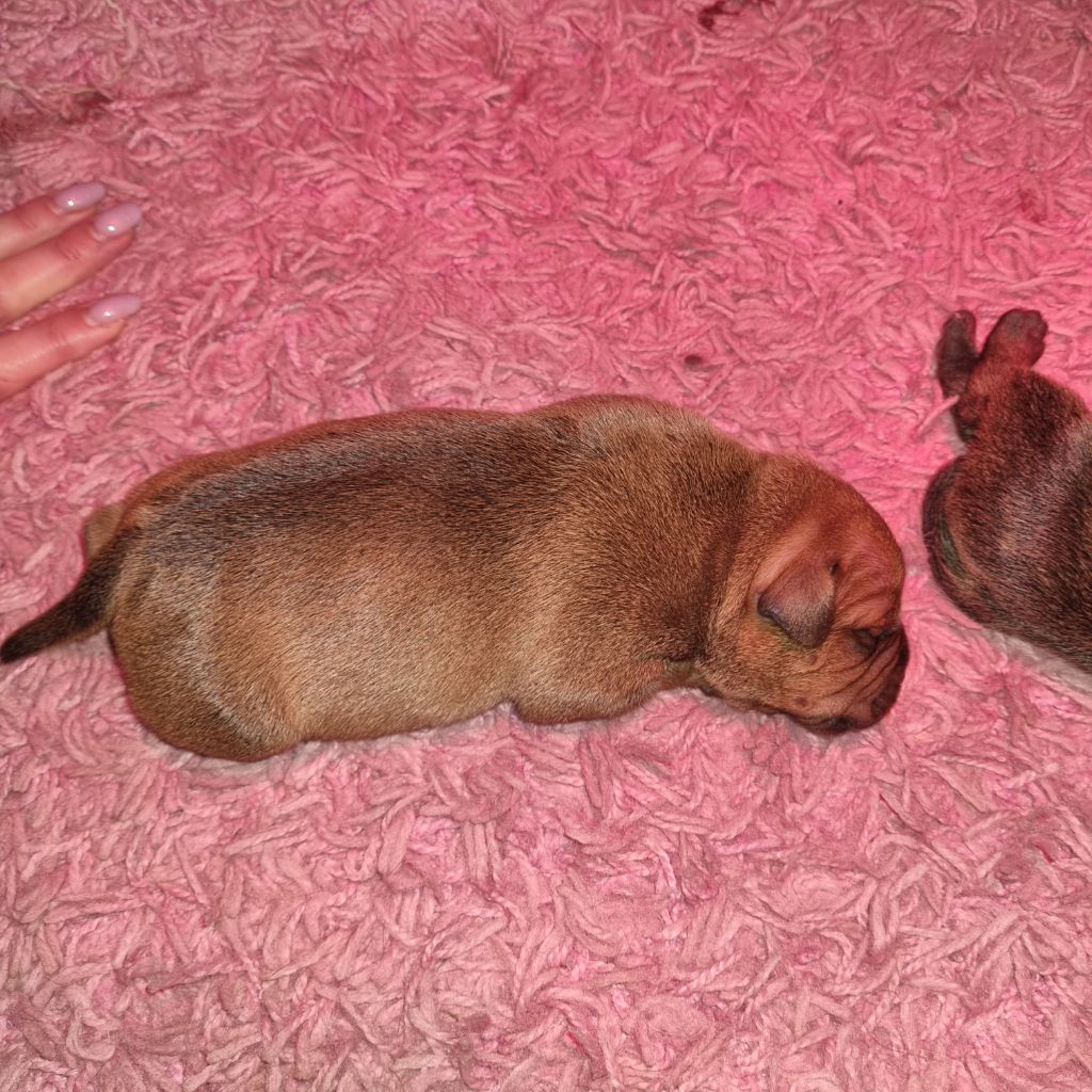 Empire Of The Red Angel - Chiot disponible  - Staffordshire Bull Terrier