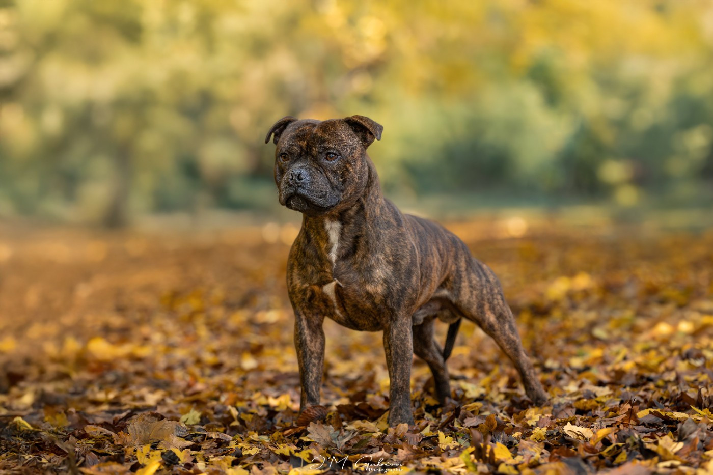 Vagner Empire Of The Red Angel