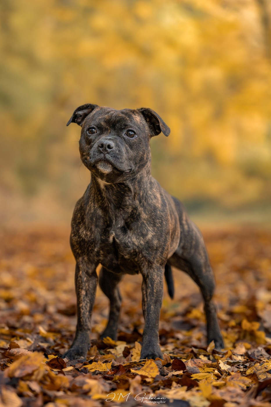 Valkyrie Empire Of The Red Angel