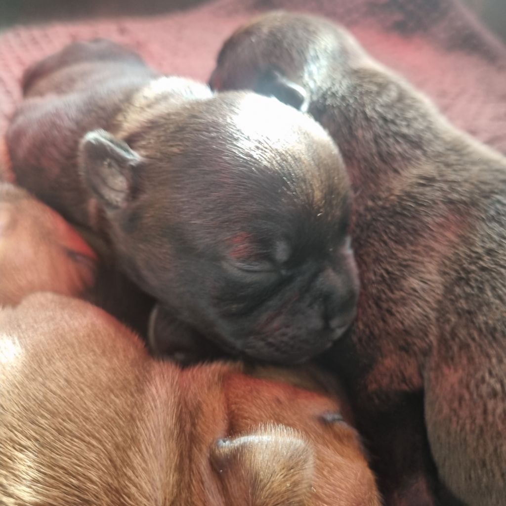 Empire Of The Red Angel - Chiots disponibles - Staffordshire Bull Terrier