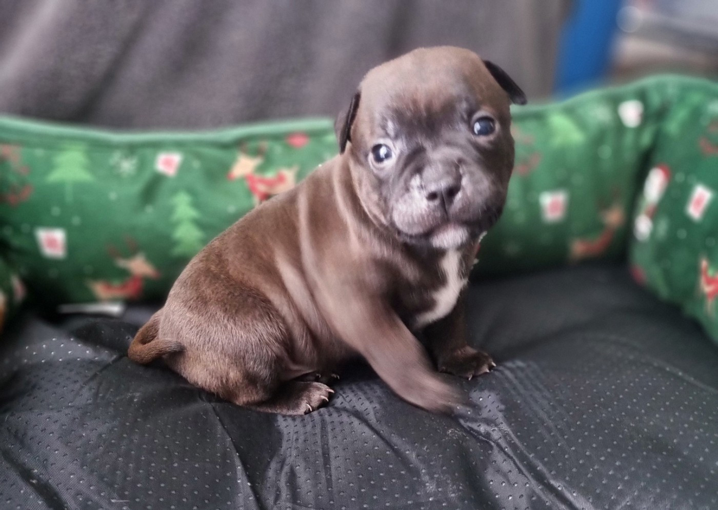 Empire Of The Red Angel - Chiots disponibles - Staffordshire Bull Terrier