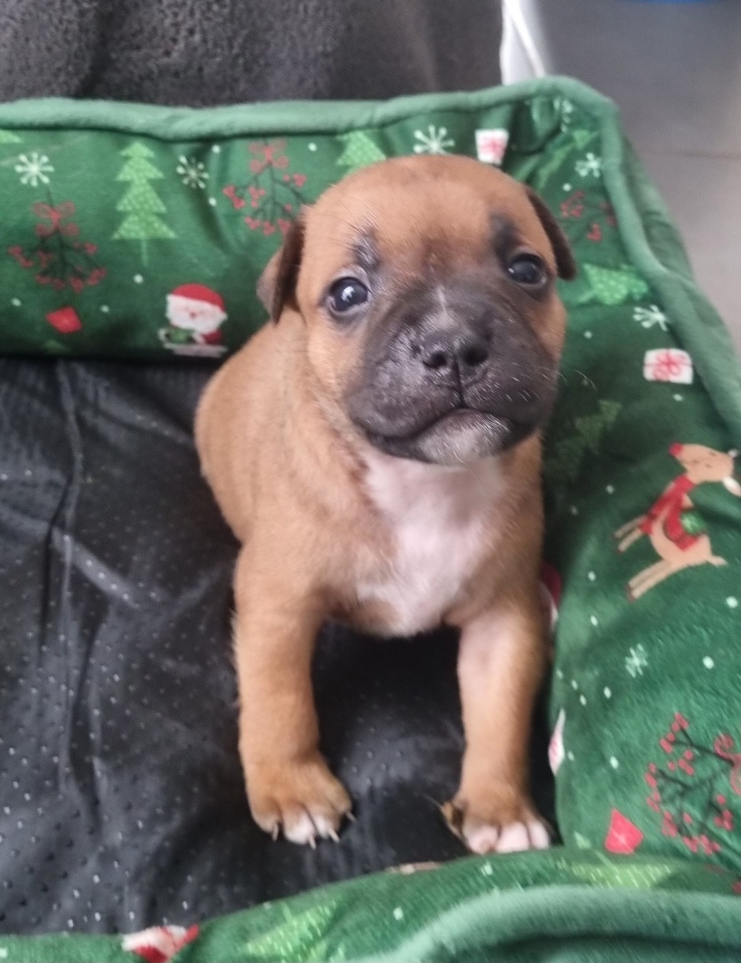 Empire Of The Red Angel - Chiots disponibles - Staffordshire Bull Terrier