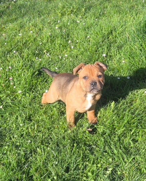 Empire Of The Red Angel - Chiots disponibles - Staffordshire Bull Terrier