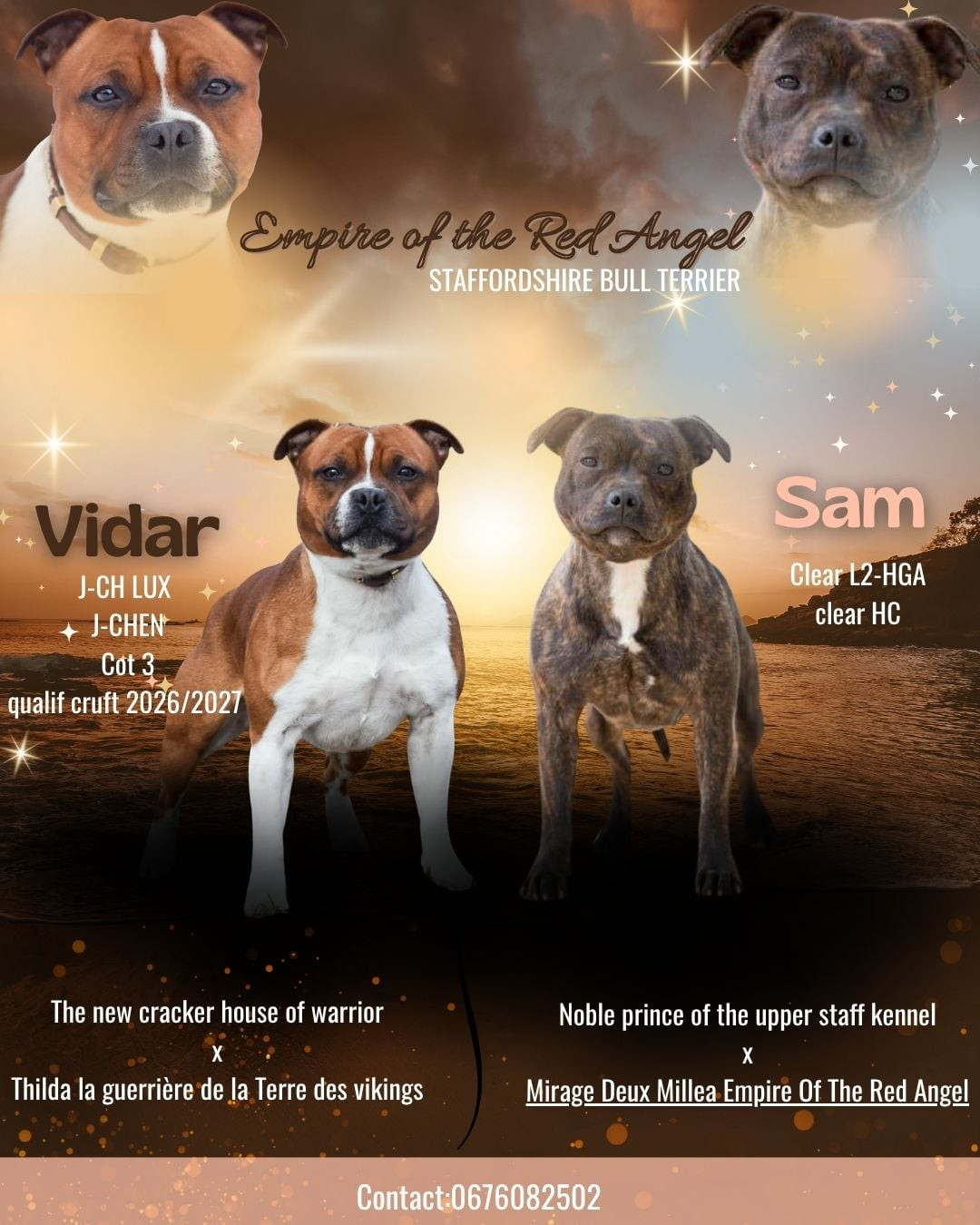 Chiot Staffordshire Bull Terrier Empire Of The Red Angel