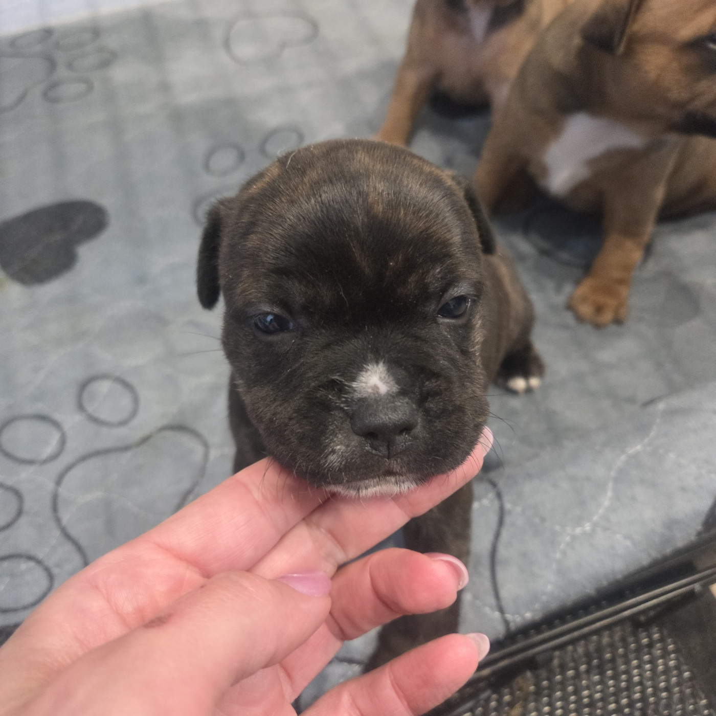 Empire Of The Red Angel - Chiots disponibles - Staffordshire Bull Terrier