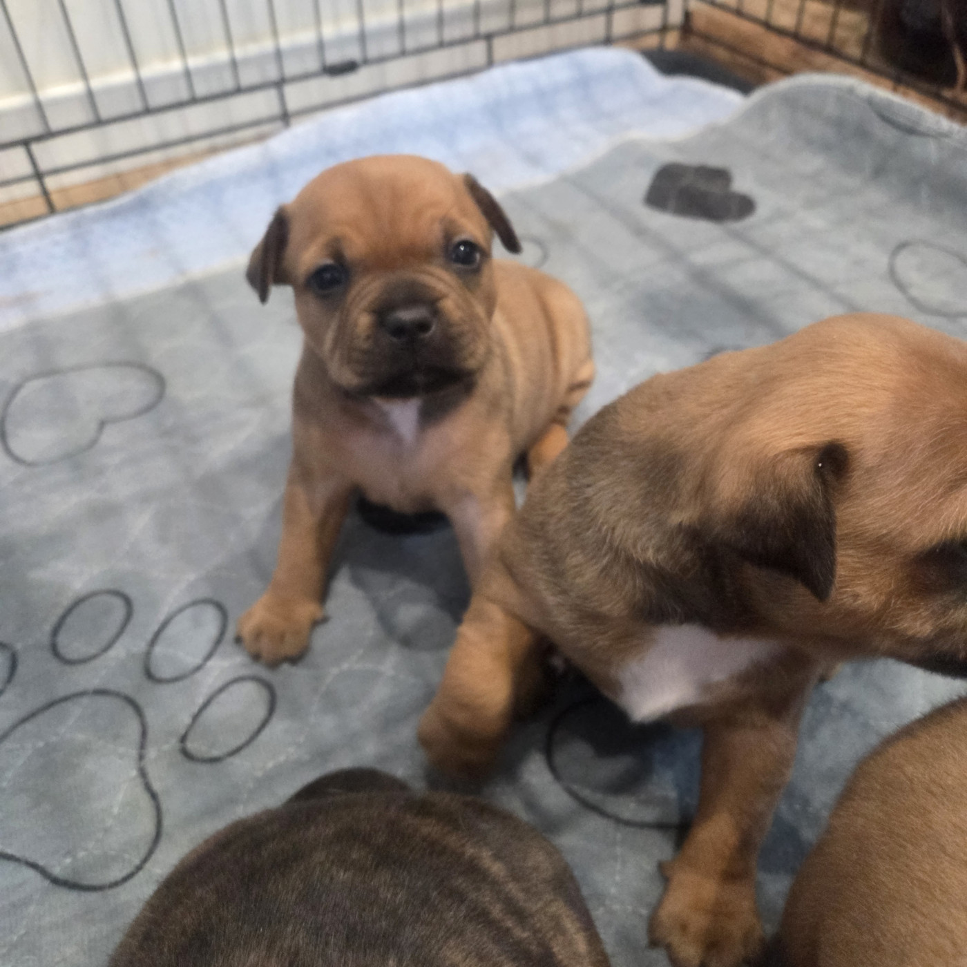 Empire Of The Red Angel - Chiots disponibles - Staffordshire Bull Terrier