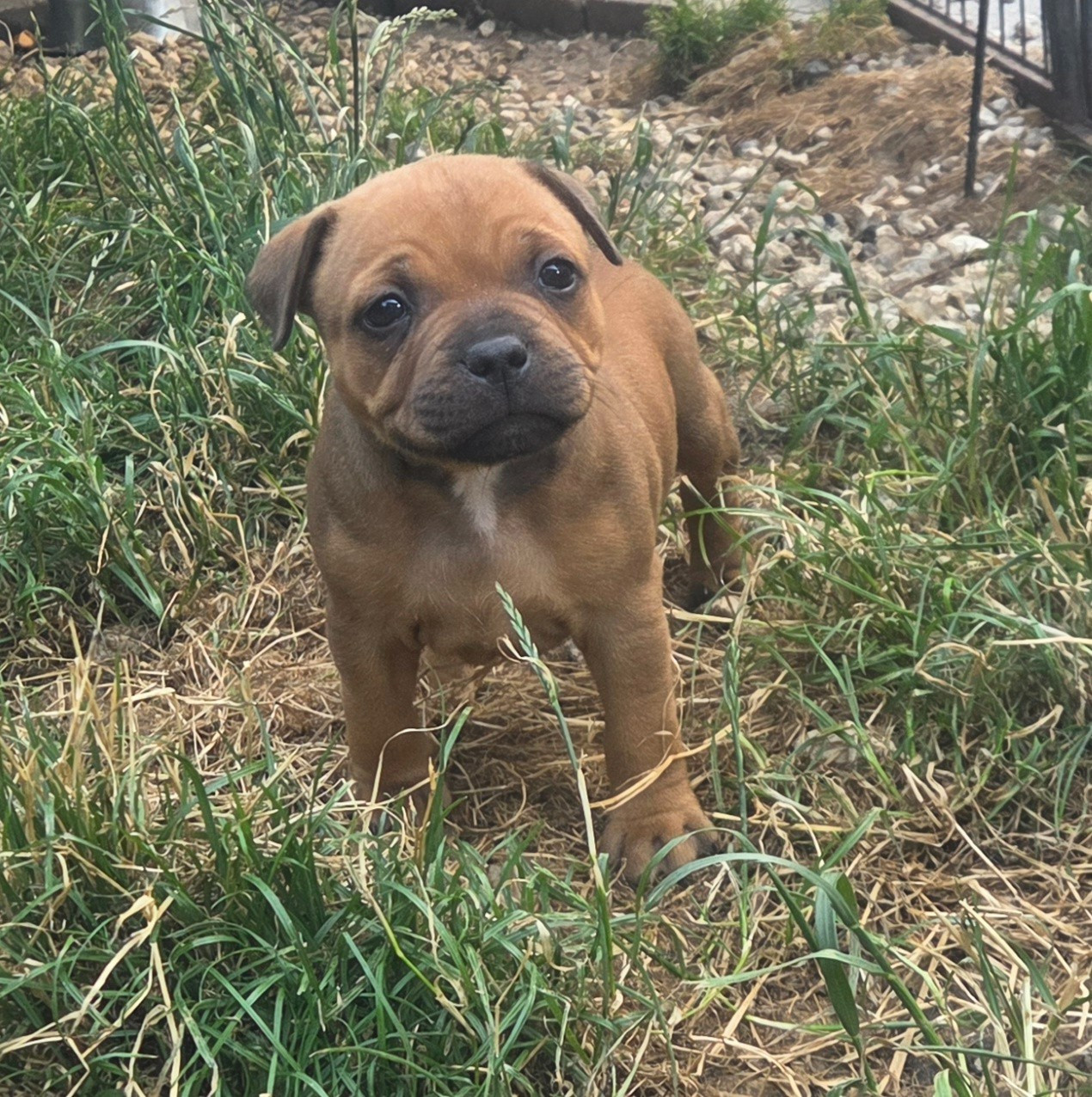 Empire Of The Red Angel - Chiots disponibles - Staffordshire Bull Terrier