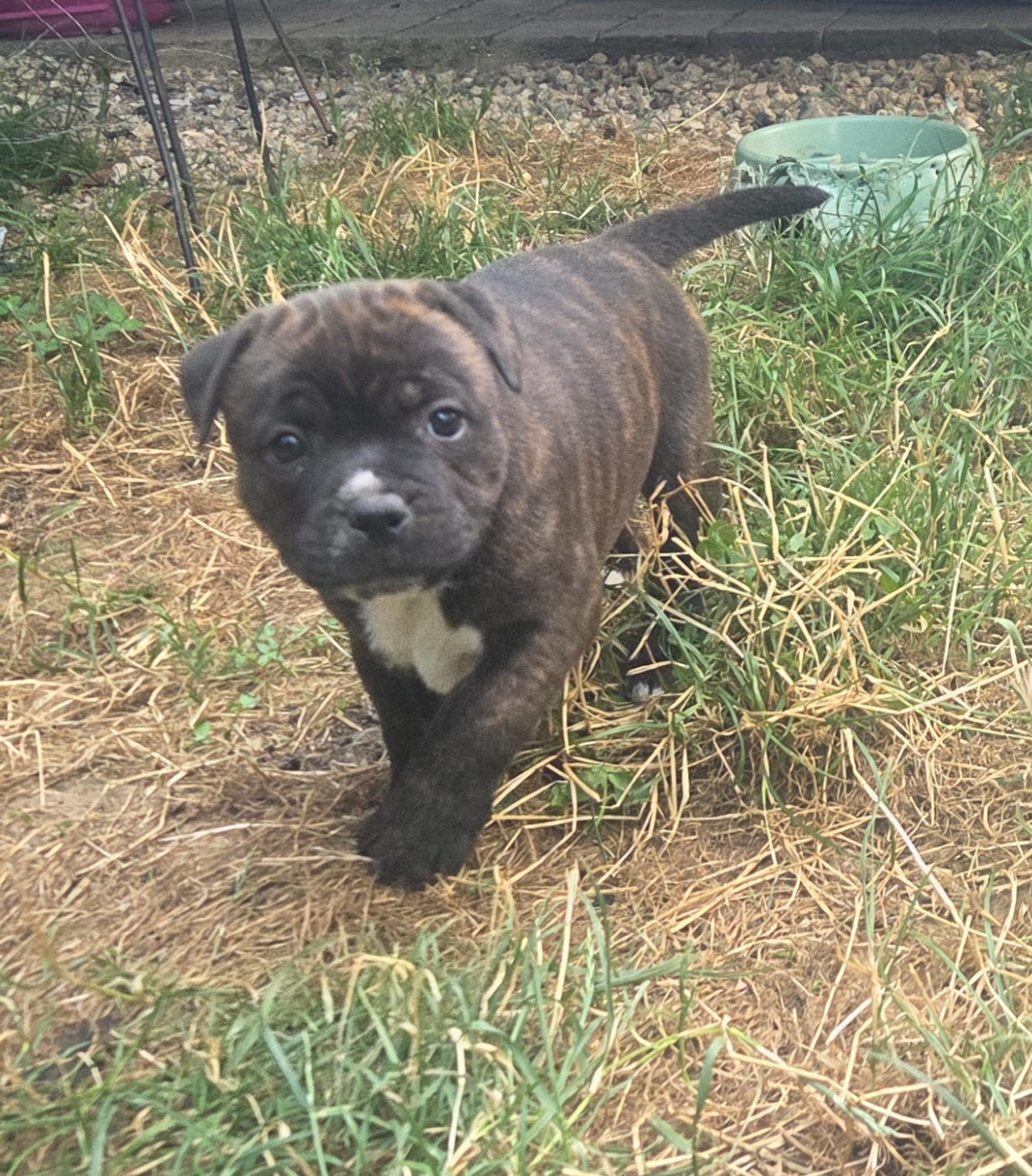 Empire Of The Red Angel - Chiots disponibles - Staffordshire Bull Terrier