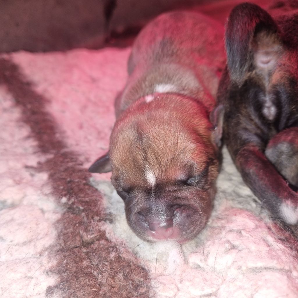 Empire Of The Red Angel - Chiots disponibles - Staffordshire Bull Terrier