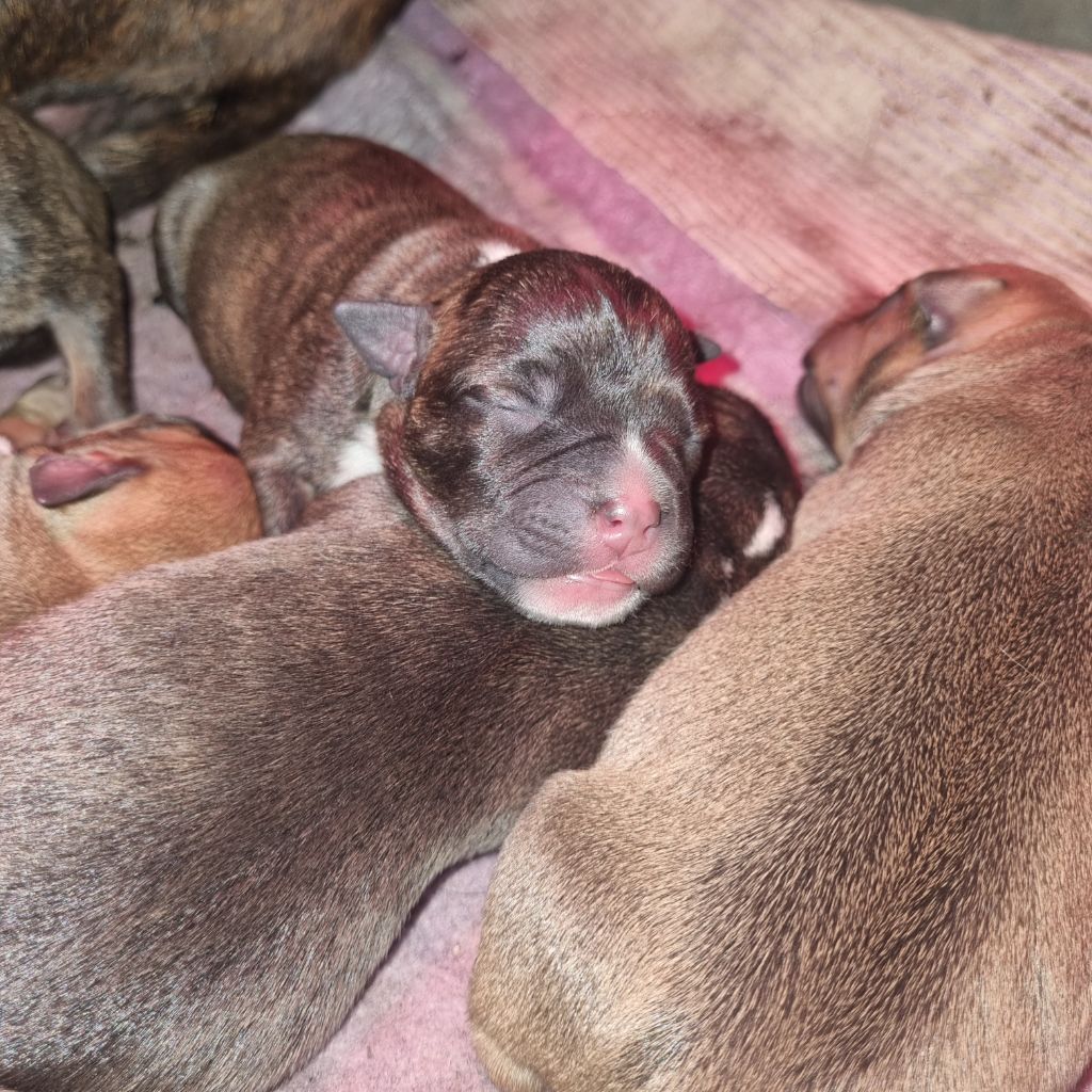 Empire Of The Red Angel - Chiots disponibles - Staffordshire Bull Terrier
