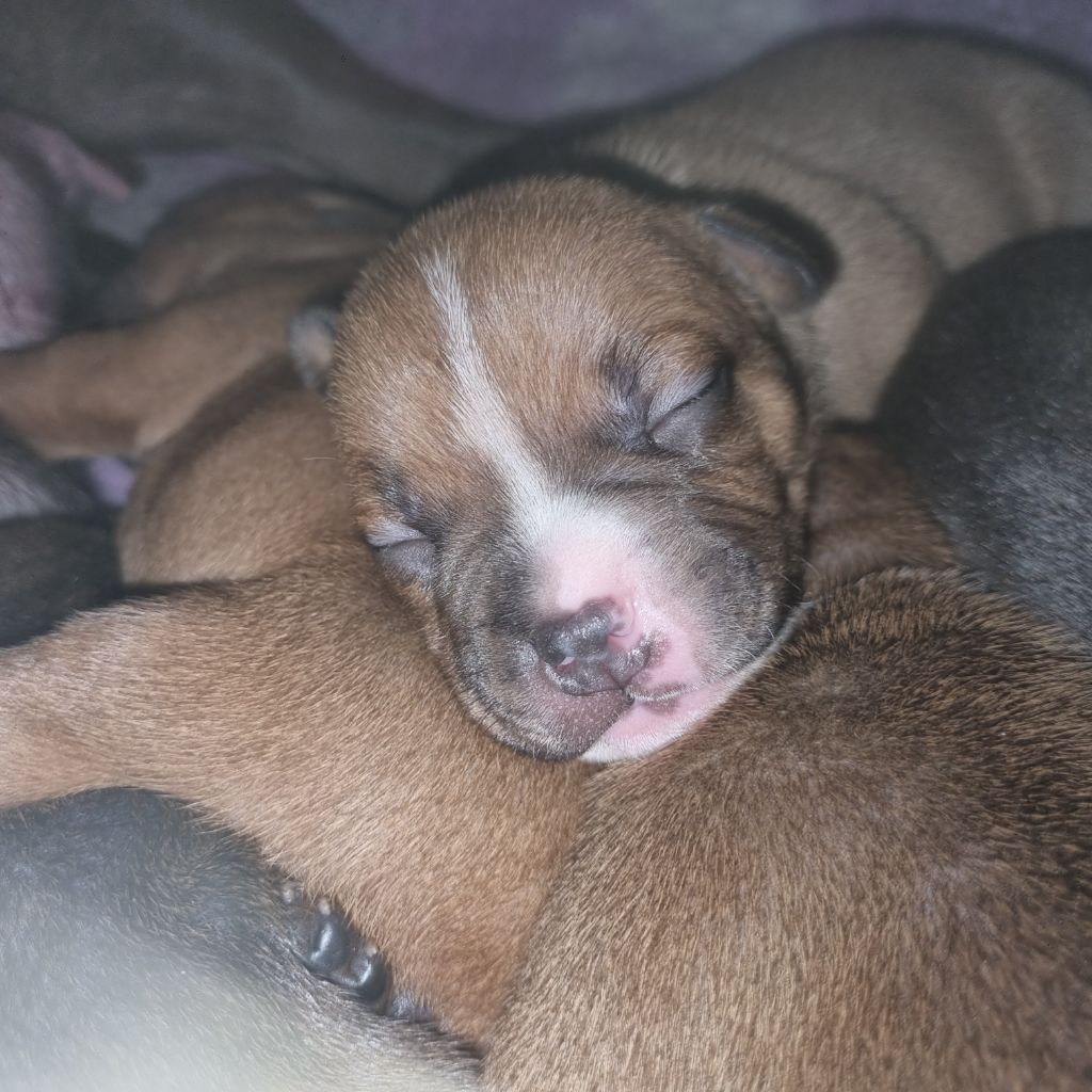 Empire Of The Red Angel - Chiots disponibles - Staffordshire Bull Terrier