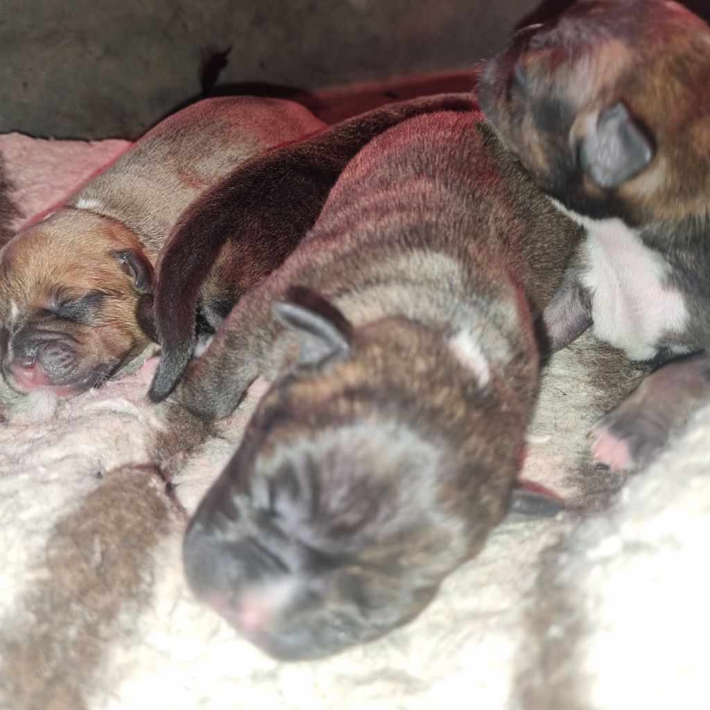 Empire Of The Red Angel - Chiots disponibles - Staffordshire Bull Terrier