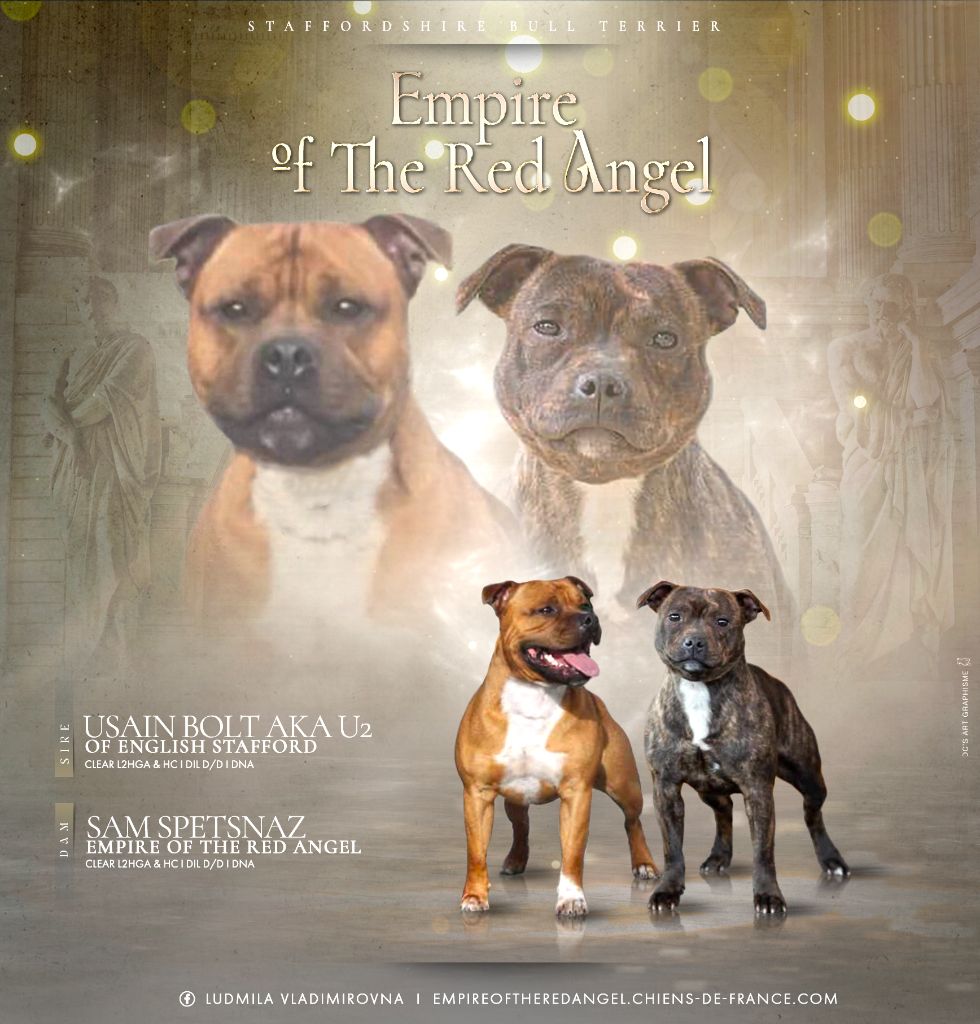 Empire Of The Red Angel - Staffordshire Bull Terrier - Portée née le 12/05/2025