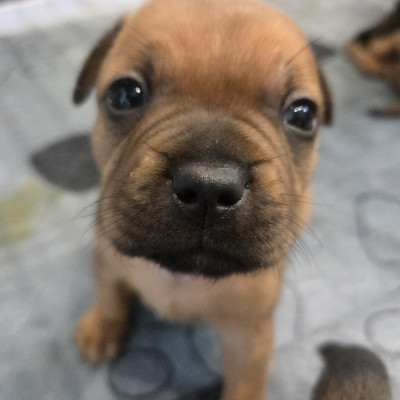 Chiot N°1
