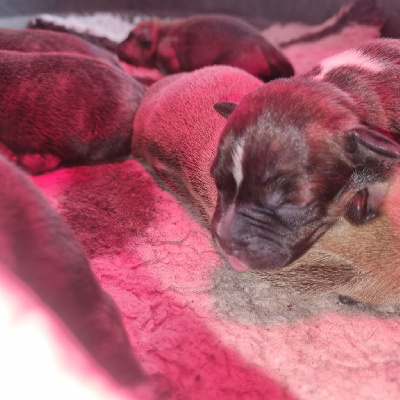 CHIOT 3
