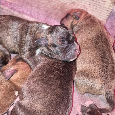 CHIOT 5