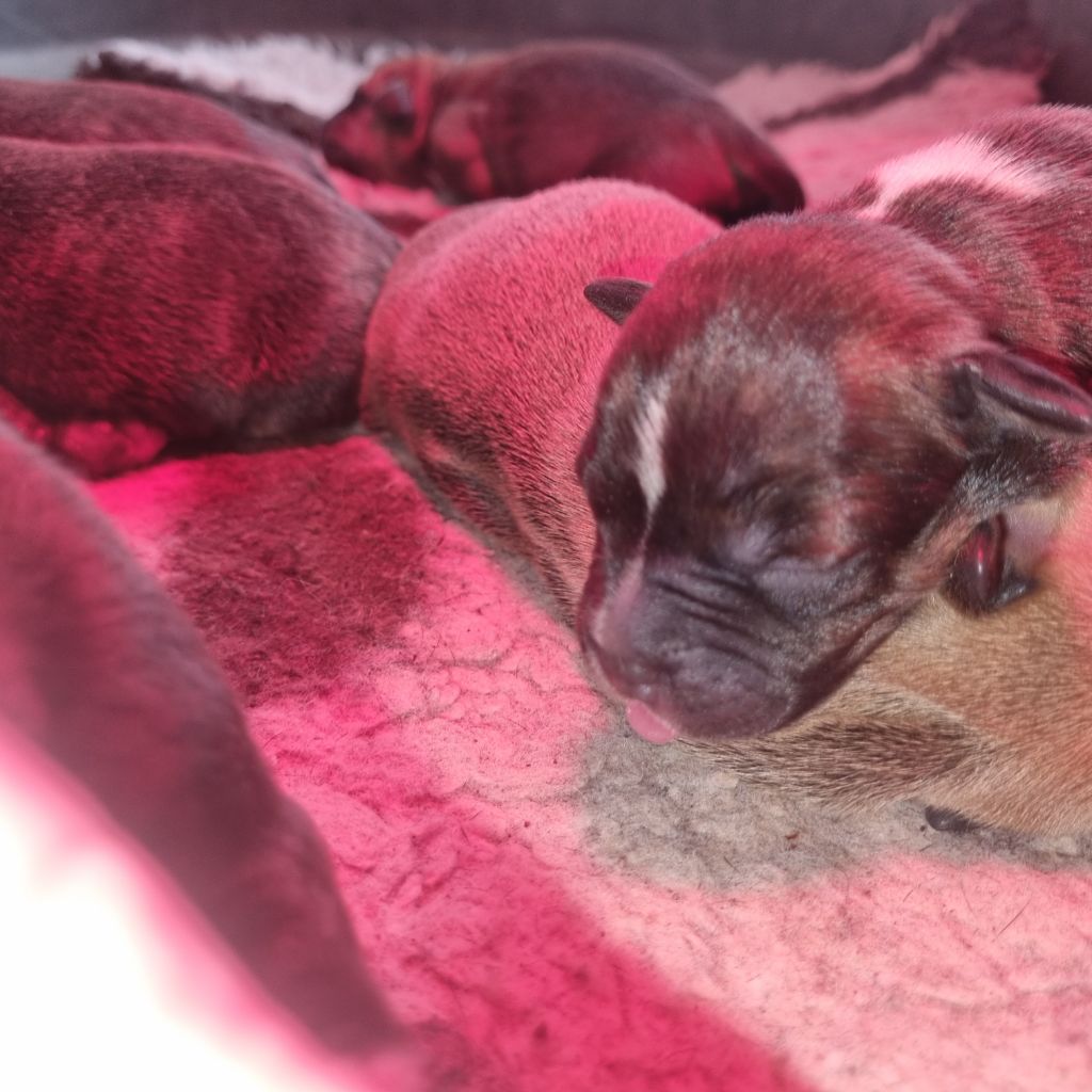 Empire Of The Red Angel - Chiots disponibles - Staffordshire Bull Terrier