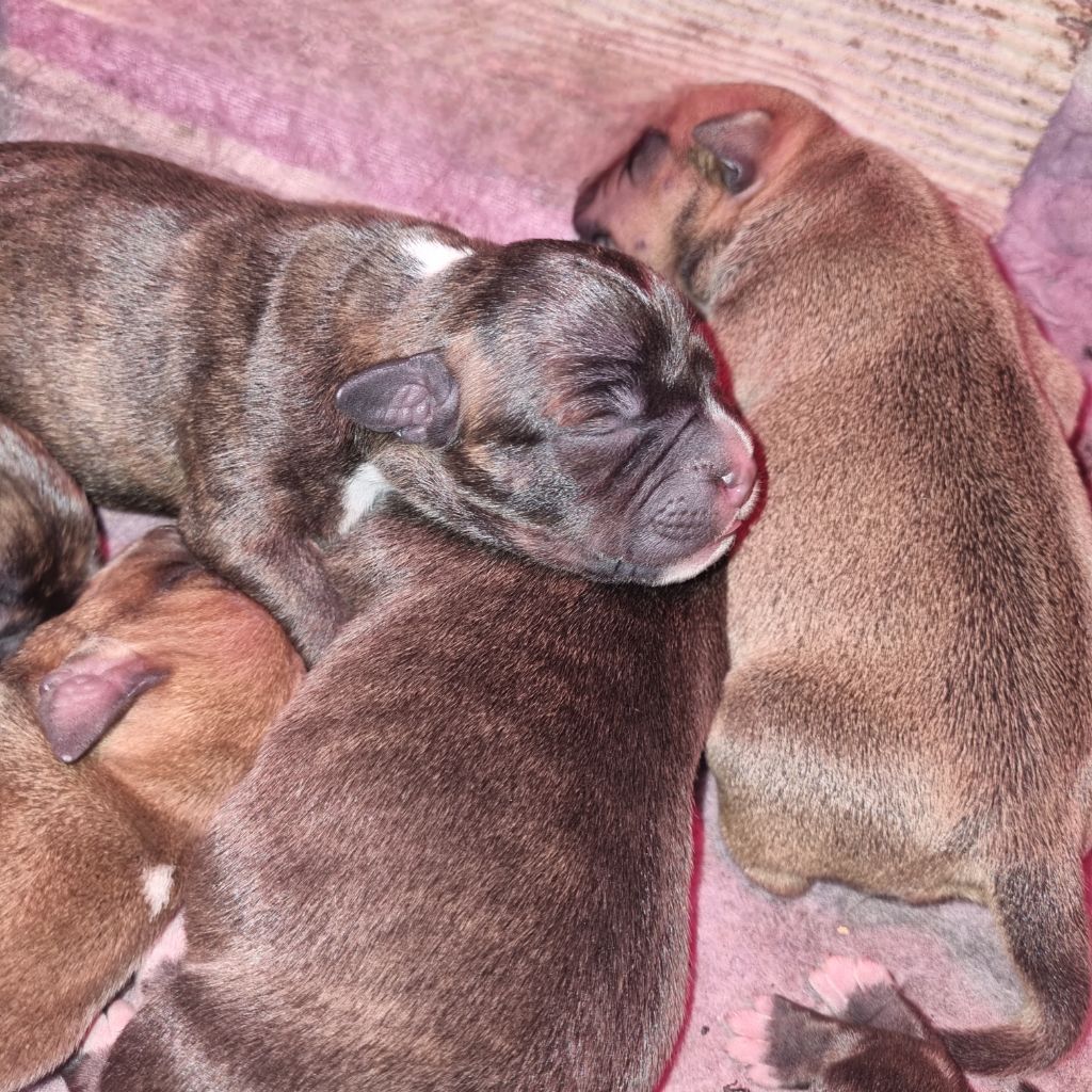 Empire Of The Red Angel - Chiots disponibles - Staffordshire Bull Terrier